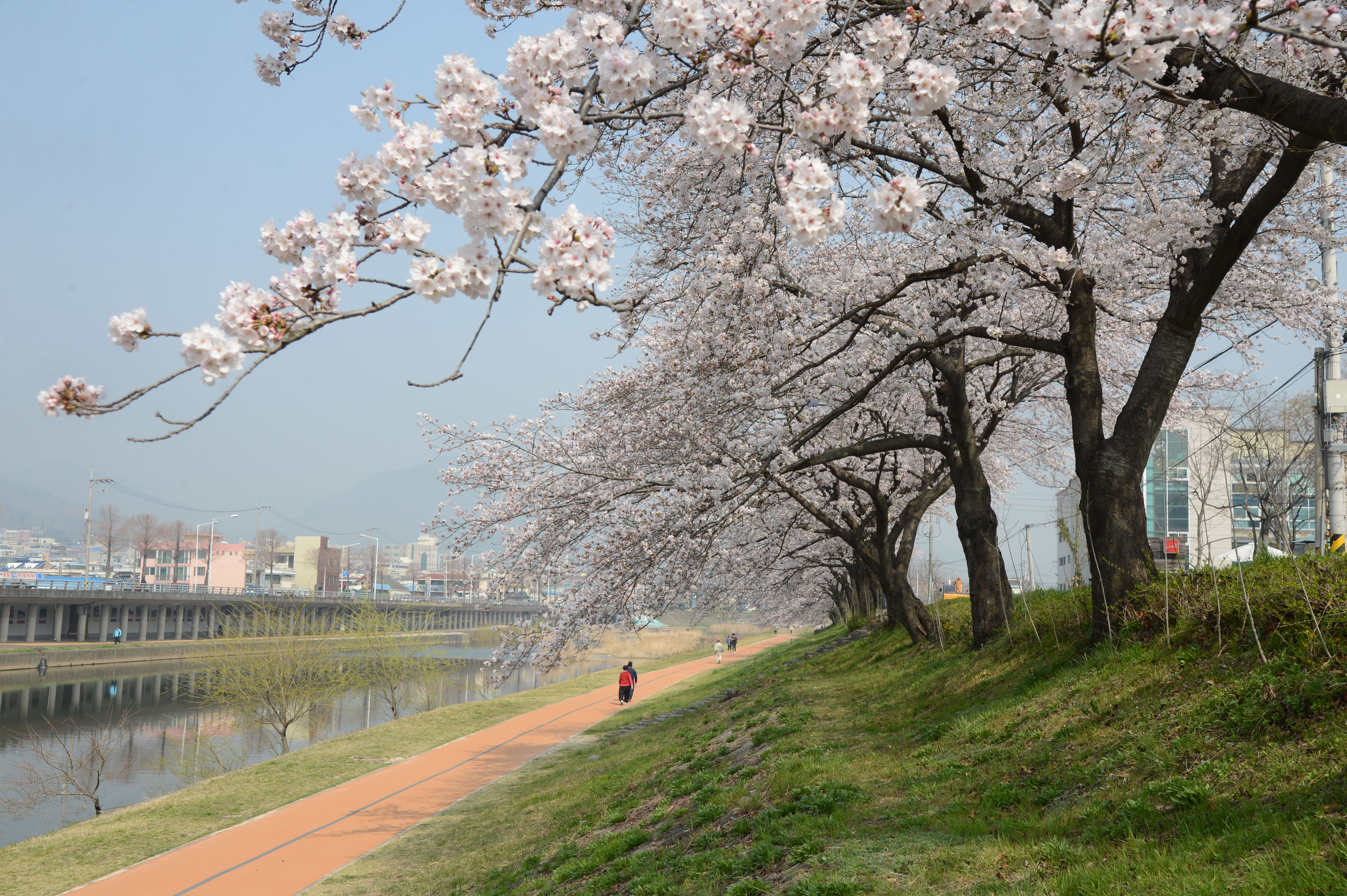 벚꽃잎 휘날리는 동천1.jpg