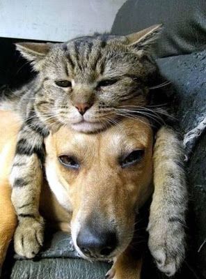 강아지와 고양이.jpg