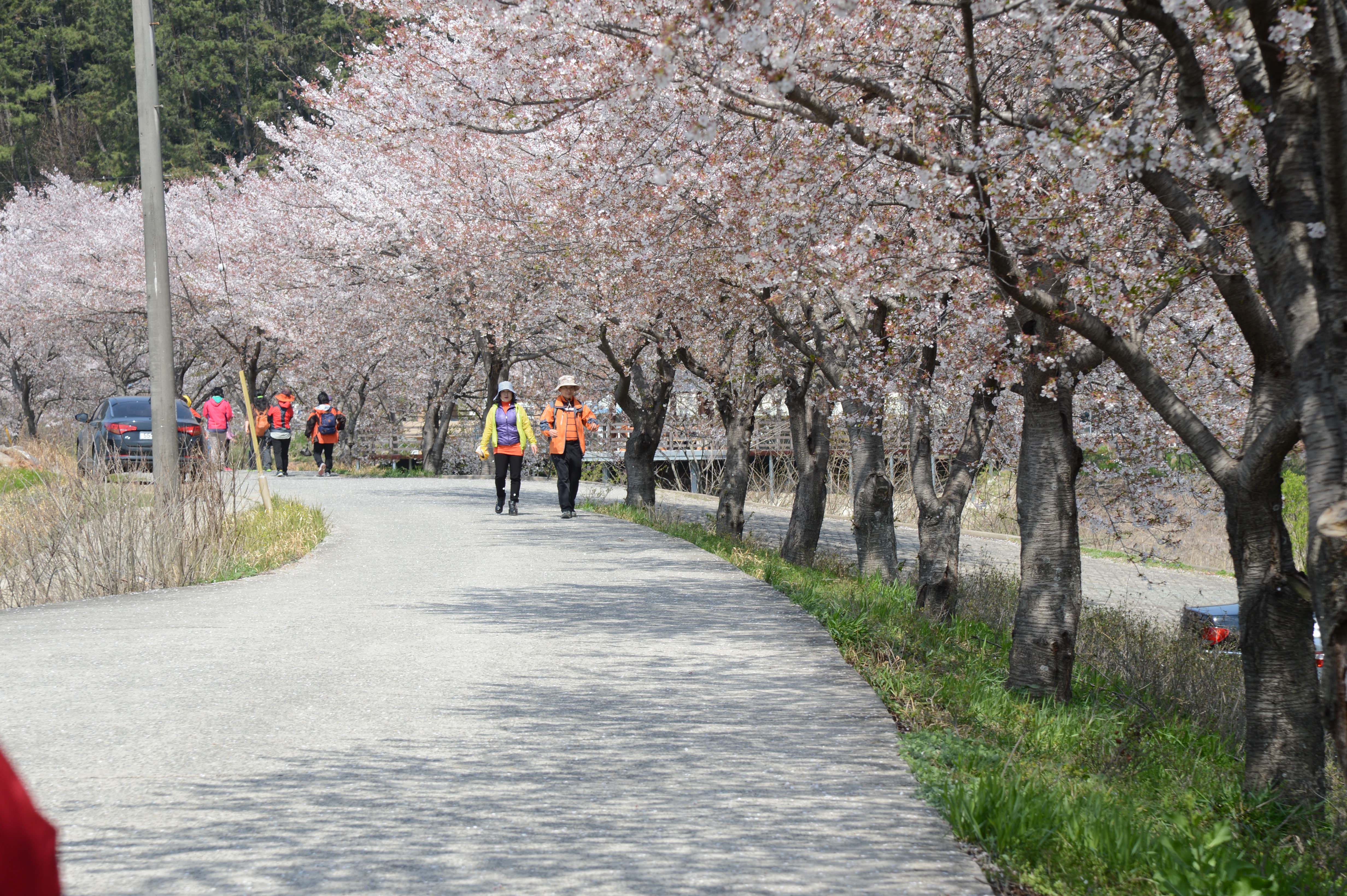 서천 벚꽃길 한마당 행사1.jpg