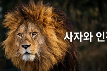 사자와 인간