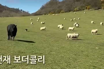 천재 보더콜리